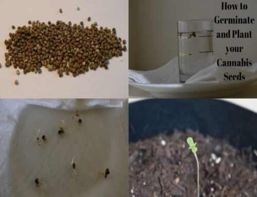 Getting Started Growing Cannabis – Part 2: Planting Germinated Seeds