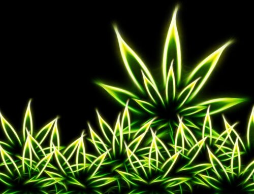 Getting Started with Growing Cannabis After Acquiring Your Grow Equipment: Germination